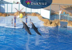 Pokazy delfinów. Wycieczki z Sharm i Hurghady