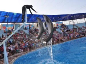Pokazy w delfinarium to wycieczka, która odbywa się z Sharm i Hurghady. Świetna zabawa dla wszystkich.