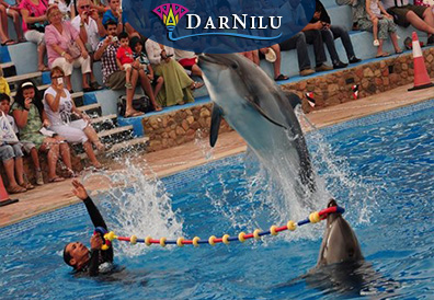 Pokazy delfinów. Wycieczka z Sharm i Hurghady