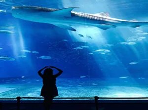 Grand Aquarium. Wycieczka z Hurghady