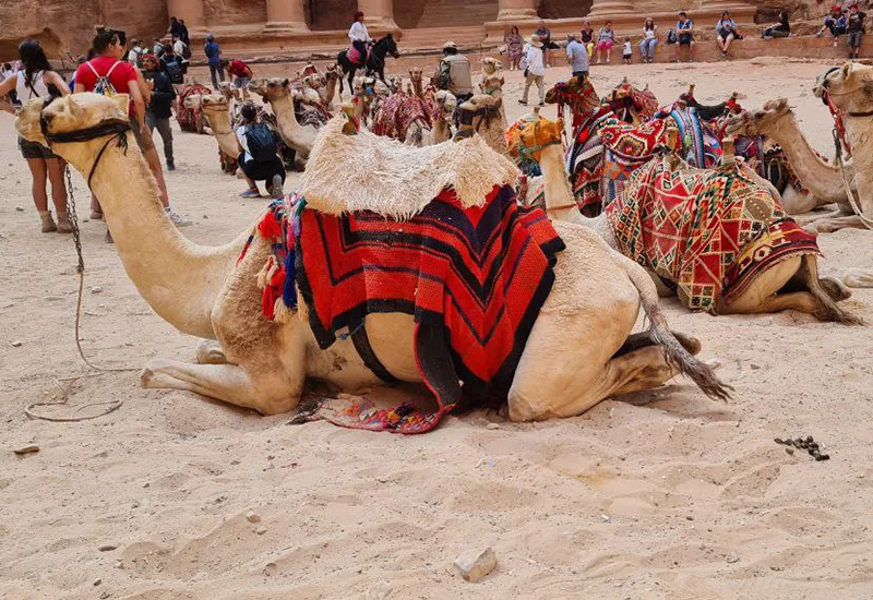 Petra- miasto wykute w skale. Wycieczka z Sharm el Sheikh.