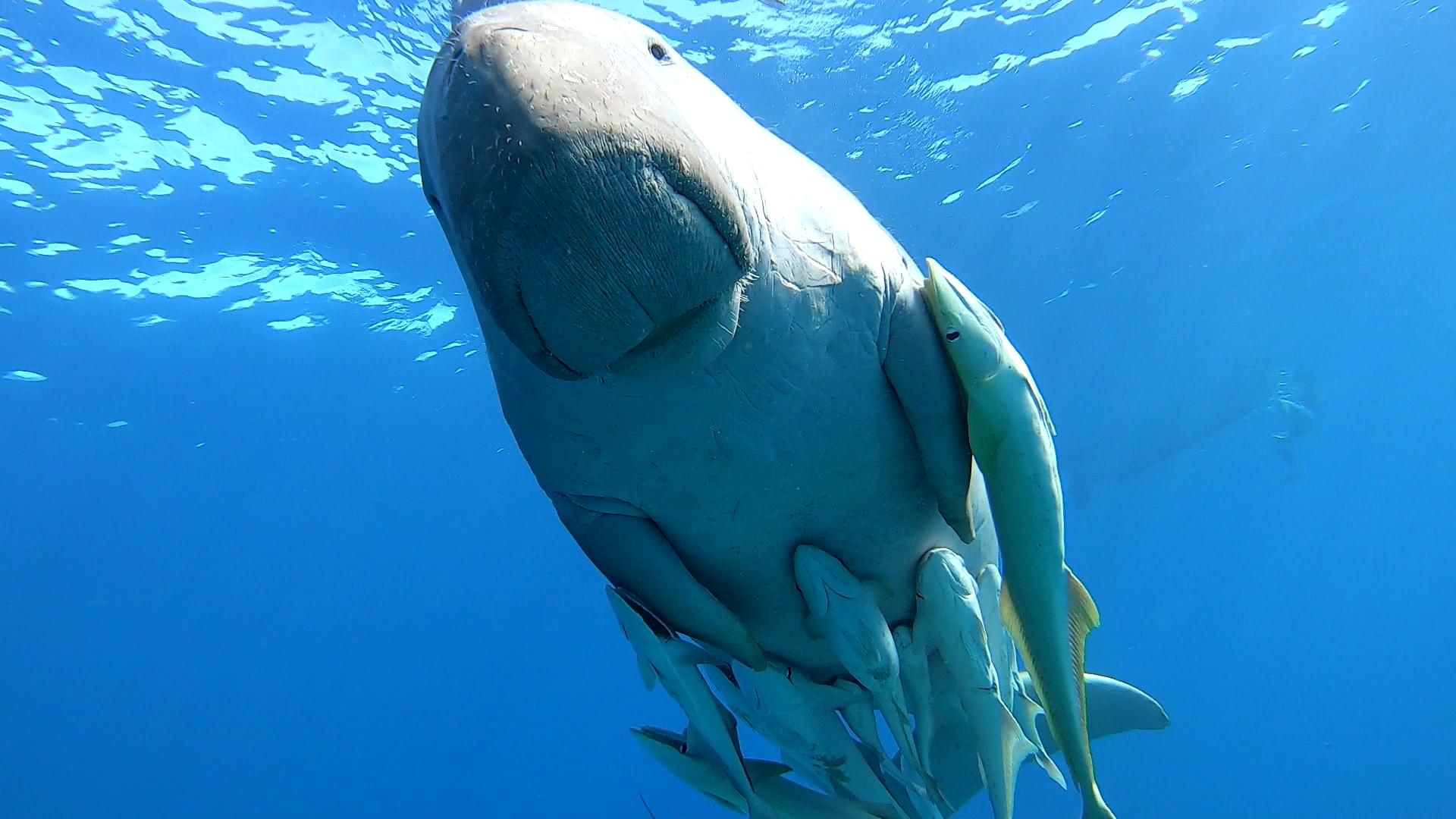 Abu Dabbab z Hurghady